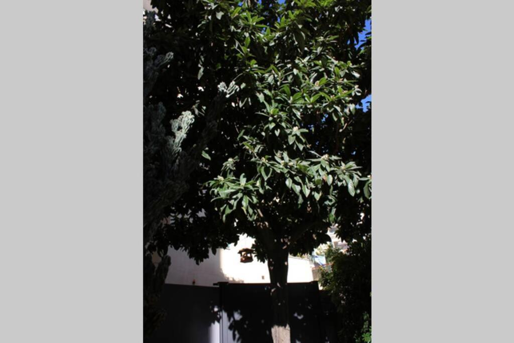 Loquat House Nel Giardino Segreto In Zona Vaticano Rzym Zewnętrze zdjęcie